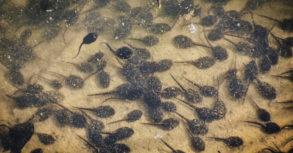 Why does the coop baby for multiplayer magnetize to the bottom right corner? - From above of little frog tadpoles swimming in reservoir with transparent water and sandy bottom