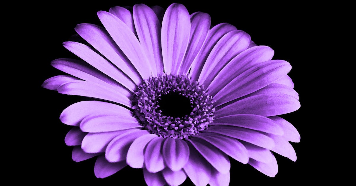 Why doesn't my map work? It's just purple and black everywhere [closed] - Close Up Photography of Purple Petaled Flower