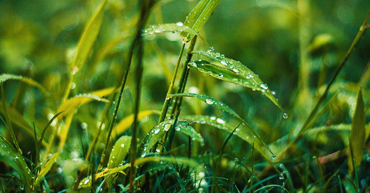 Why don't I seem to get any random drops after Team Fortress 2 crashes? - Selective Focus Photography of Green Lead Plant