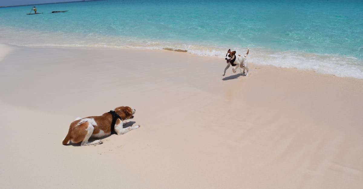Why don't my dogs recognize me? - Puppies playing on Cabbage Beach, Bahamas (Beethoven and Ryan)