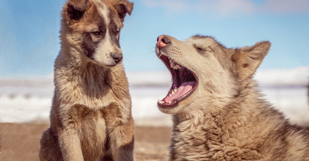 Why don't my dogs recognize me? - Free stock photo of animal, canine, cute