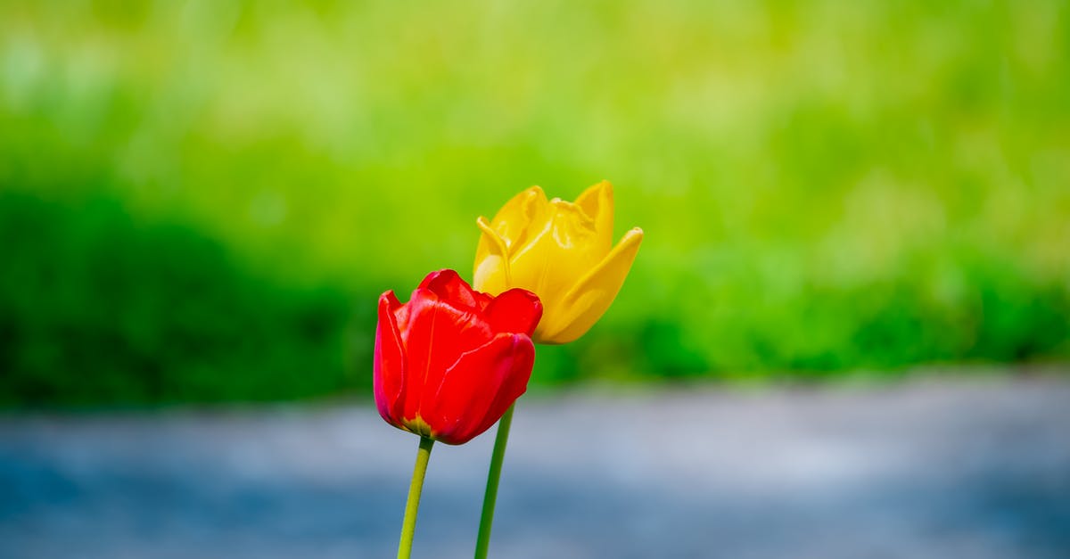 Why don't my dwarves haul corpses to corpse stockpile? - Red and Yellow Tulip Flowers Why don't my dwarves haul corpses to corpse stockpile? - Red and Yellow Tulip Flowers