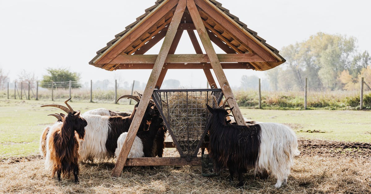 Why is my critter feeder producing germs? - Photo of Goats Eating Grass Why is my critter feeder producing germs? - Photo of Goats Eating Grass