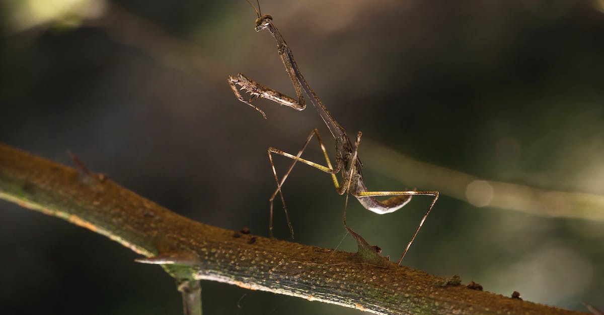 Why is my Mantis brown? - Close-up Photo of Brown Praying Mantis on a Branch
