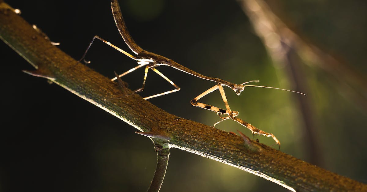 Why is my Mantis brown? - Close-up Photo of Brown Praying Mantis on a Branch Why is my Mantis brown? - Close-up Photo of Brown Praying Mantis on a Branch