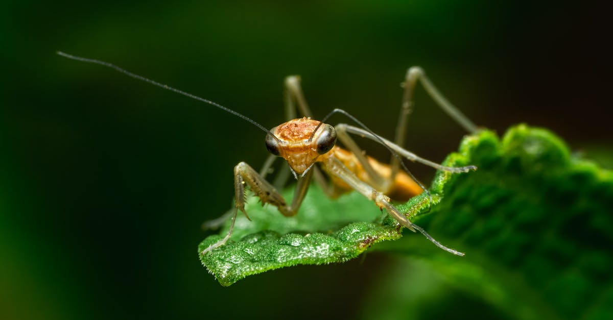 Why is my Mantis brown? - Close Up of Mantis Insect on Leaf Why is my Mantis brown? - Close Up of Mantis Insect on Leaf