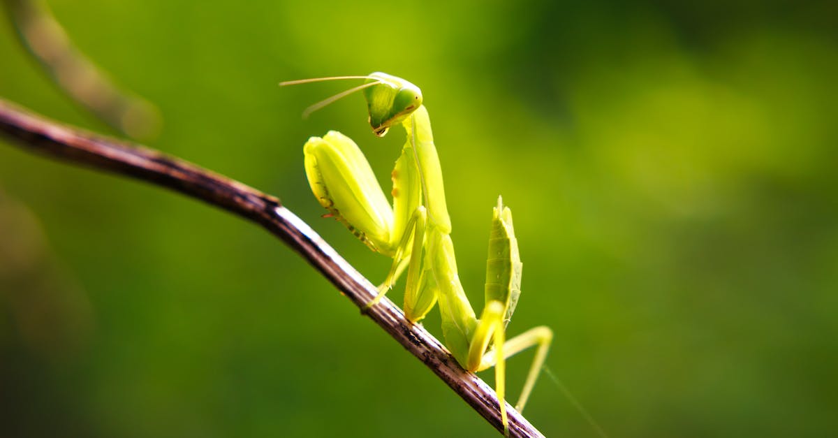Why is my Mantis brown? - Small Green Insect Why is my Mantis brown? - Small Green Insect