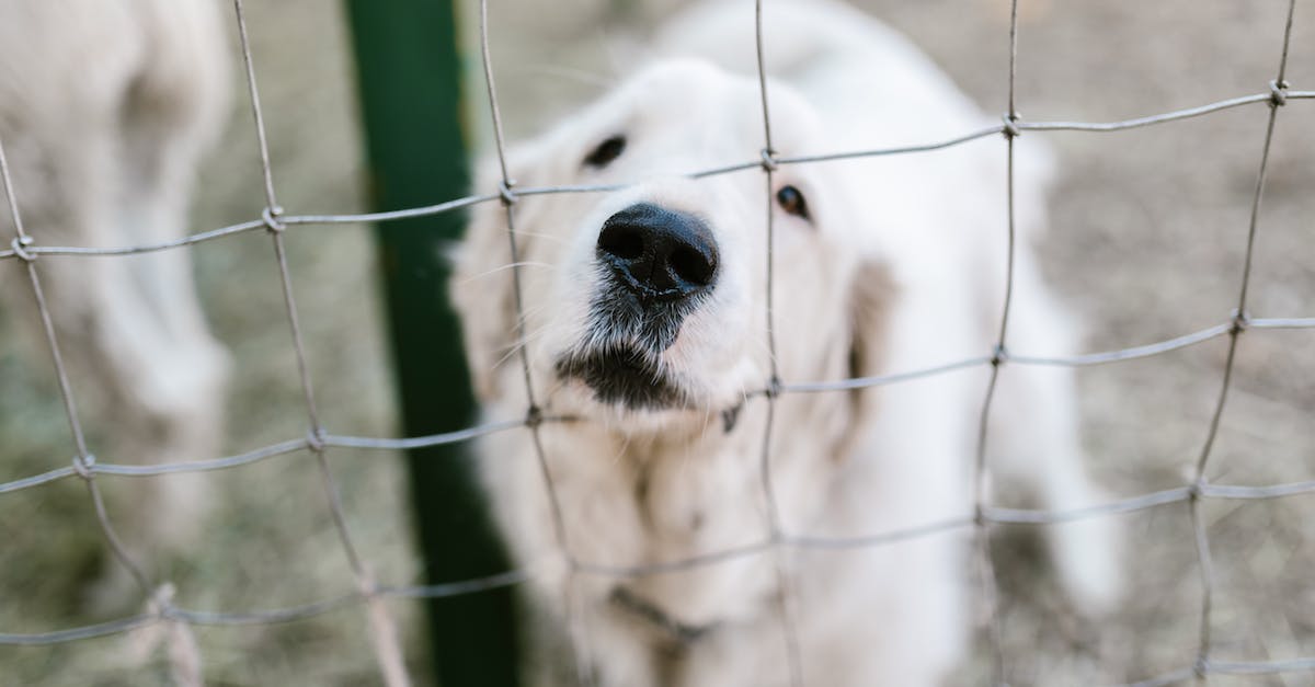 Why is my pet Archon attacking me? - Free stock photo of agriculture, animal, cage