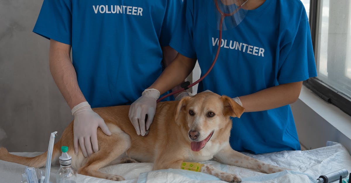 Why is my pet Archon attacking me? - Woman in Blue Crew Neck T-shirt Sitting Beside Brown Short Coated Dog