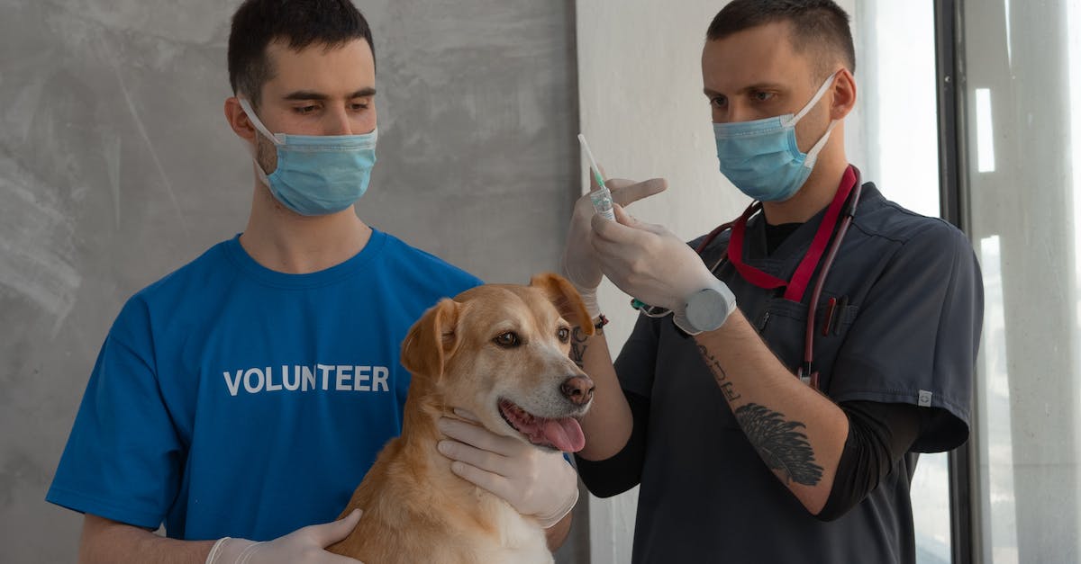 Why is my pet Archon attacking me? - Man in Blue Crew Neck T-shirt Holding Brown Short Coated Dog