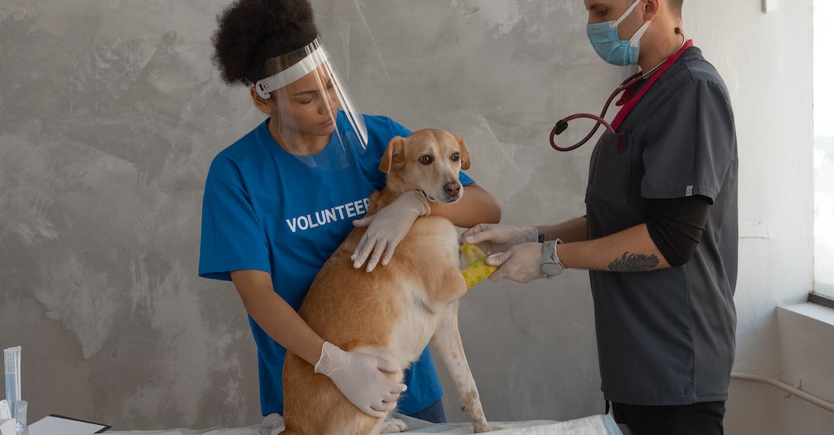 Why is my pet Archon attacking me? - Man in Blue Polo Shirt Holding Brown Short Coated Dog