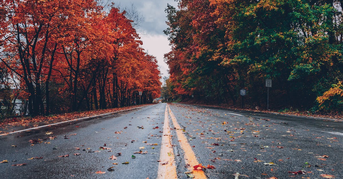 Why is the bottom lane called the safelane? - Concrete Road Between Trees