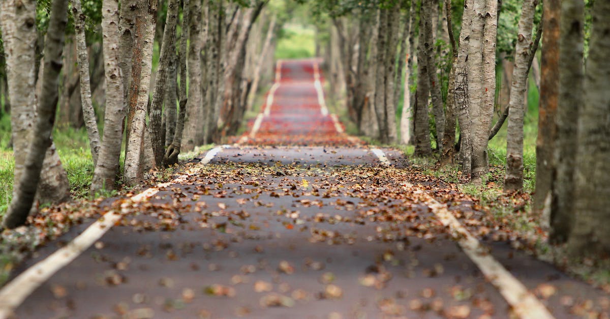 Why is the bottom lane called the safelane? - Empty Road Between Trees Why is the bottom lane called the safelane? - Empty Road Between Trees