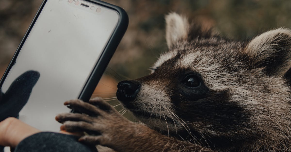 Why is the Memory Card used an element tracked in Animal Crossing speedruns? - Person taking photo of raccoon on smartphone in nature Why is the Memory Card used an element tracked in Animal Crossing speedruns? - Person taking photo of raccoon on smartphone in nature