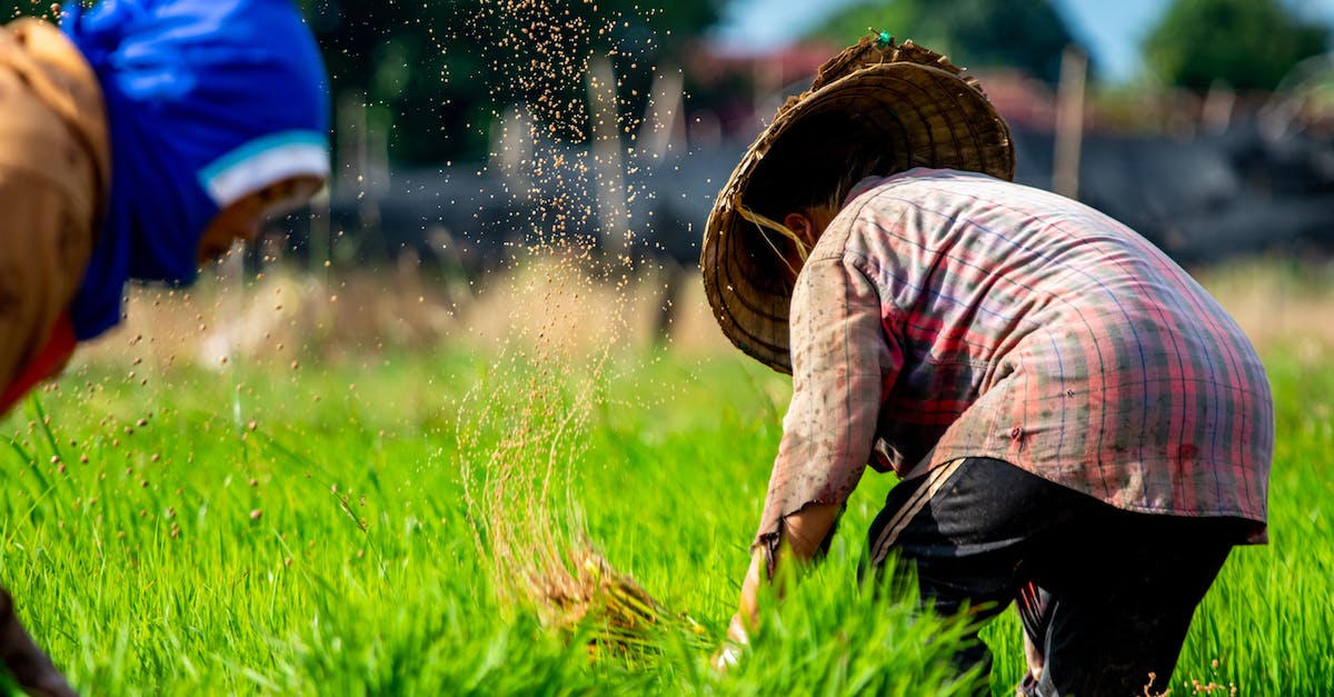 Why isn't my pasture working in Banished? - Farmers Working on Rice Plantation Why isn't my pasture working in Banished? - Farmers Working on Rice Plantation