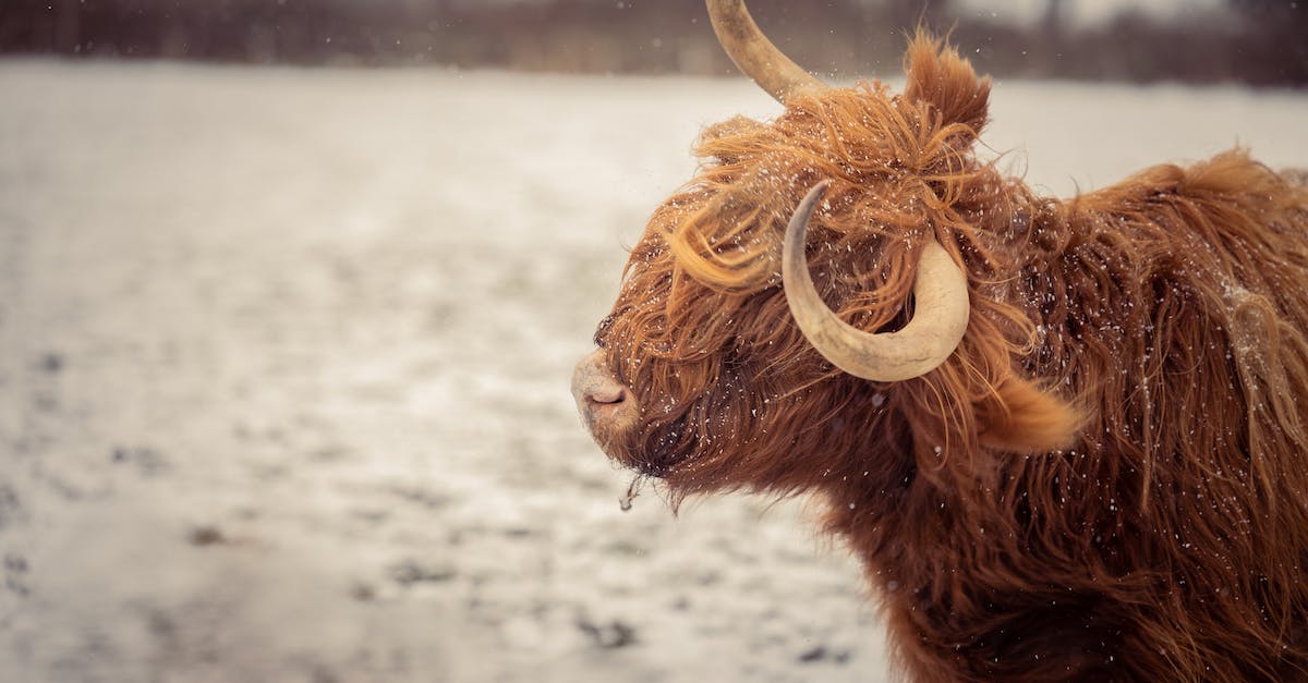 Why my Mob Grinder/Farm isn't working? [duplicate] - Yak in the Snow