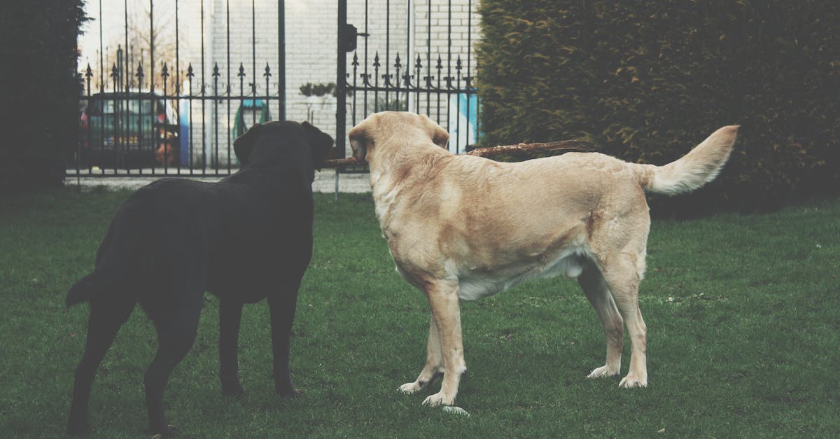 Why random encounters are harder when playing Baldur's Gate Tutu? - Two Adult Dogs Looking at Gate