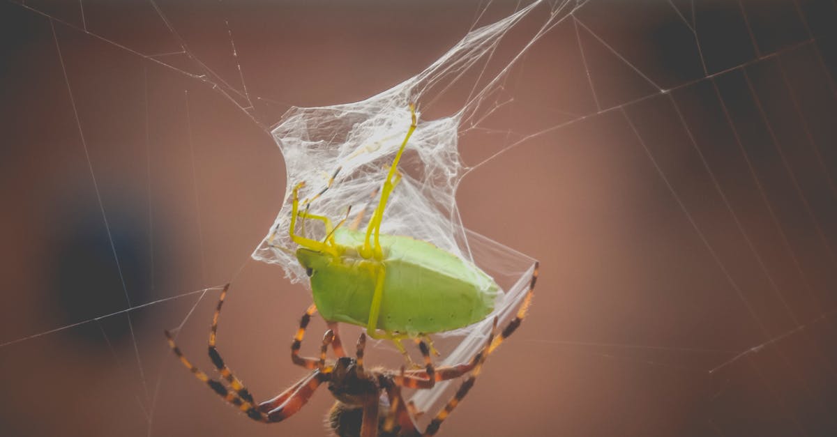 Why should I catch bugs? - Closeup of green stink bug trapped in cobweb of spooky European garden spider against blurred background