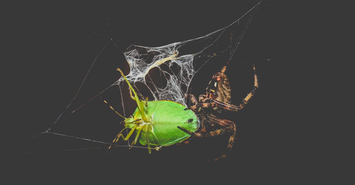 Why should I catch bugs? - Araneus diadematus spider and Chinavia hilaris bug in web