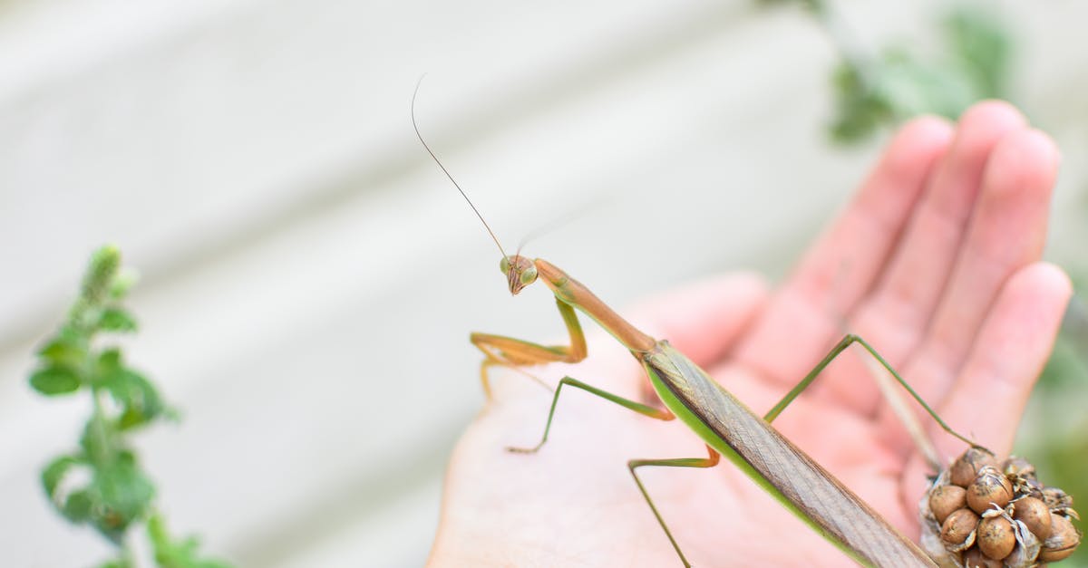 Why should I catch bugs? - Crop anonymous person with huge insect with long legs in daylight in selective focus