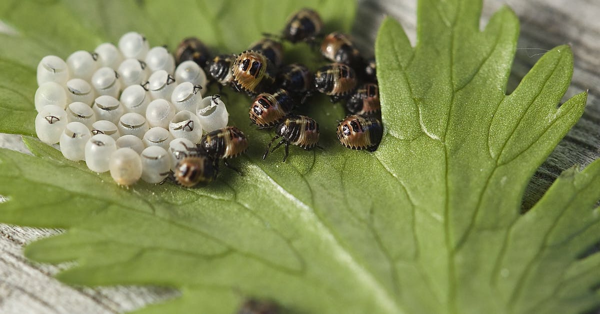 Why should I hatch Tallbird eggs? - Black and Brown Insect