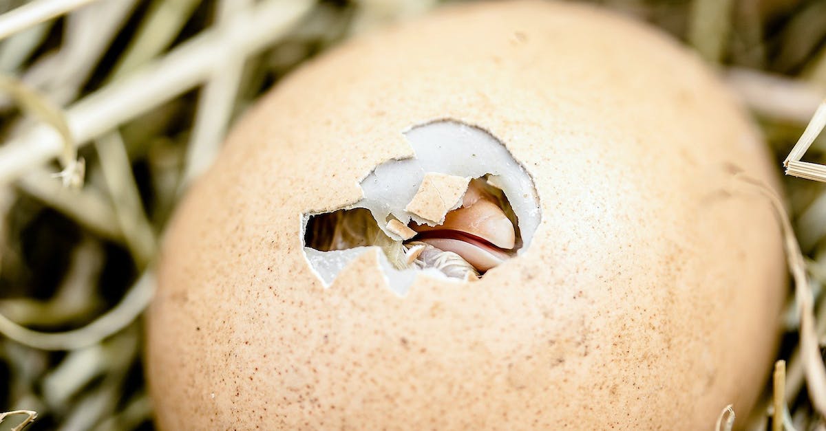 Why should I hatch Tallbird eggs? - Chick Hatching from an Egg
