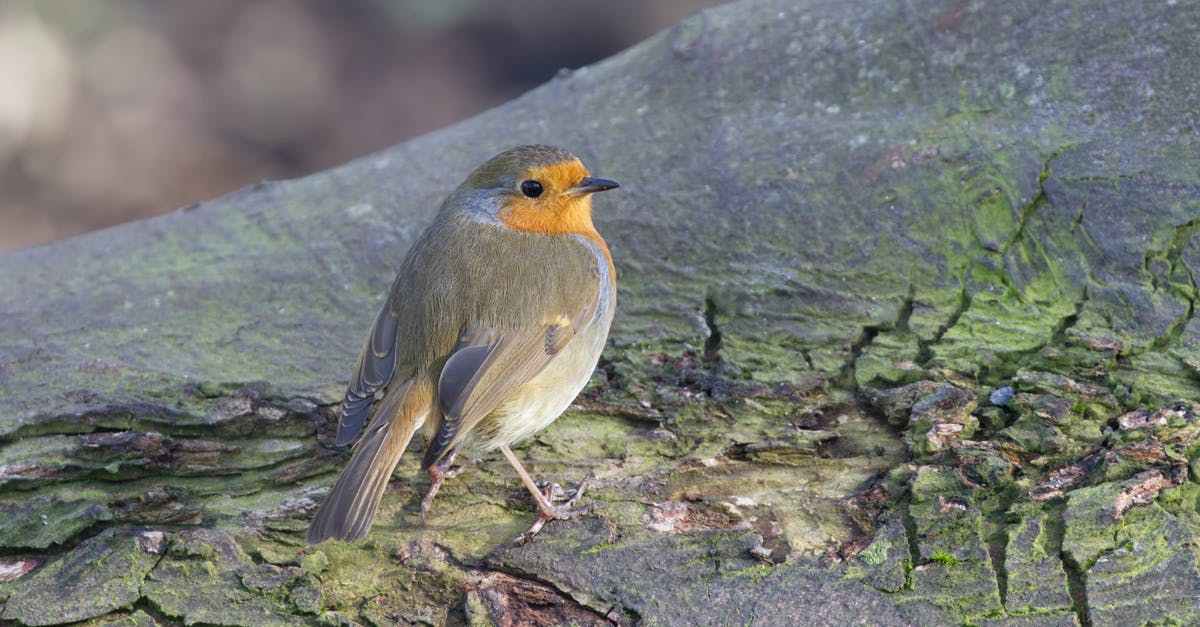 why won't my Pokemon go let me log in? [duplicate] - A Bird on the Tree Log