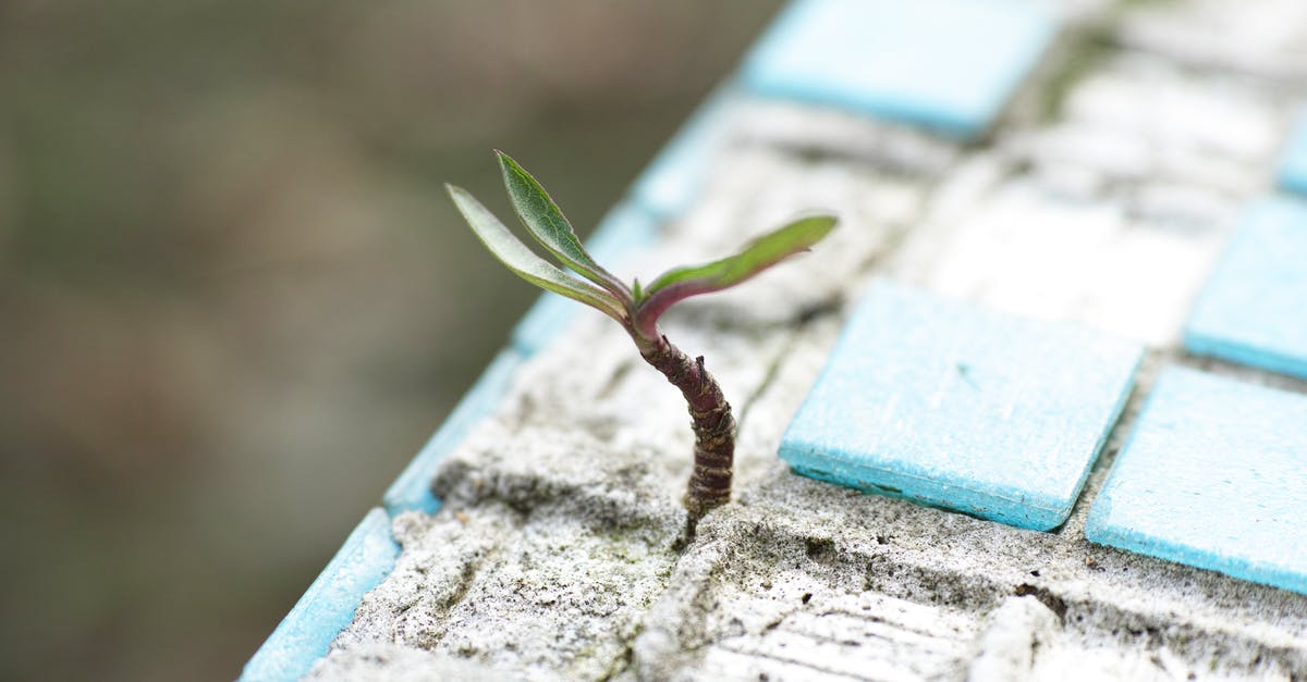 Why won't survival villagers breed? - Green Leafed Plant on Sand