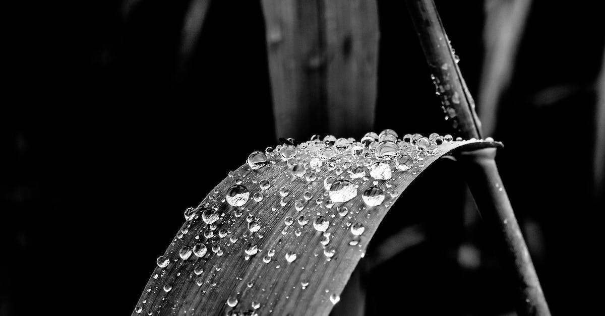 Why won't the lucky coin drop after 69 pirate invasions? - Grayscale Photo of Leaf With Dew Drops Why won't the lucky coin drop after 69 pirate invasions? - Grayscale Photo of Leaf With Dew Drops