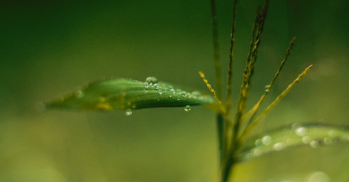 Why won't the lucky coin drop after 69 pirate invasions? - Selective Focus of Water on Leaf Why won't the lucky coin drop after 69 pirate invasions? - Selective Focus of Water on Leaf