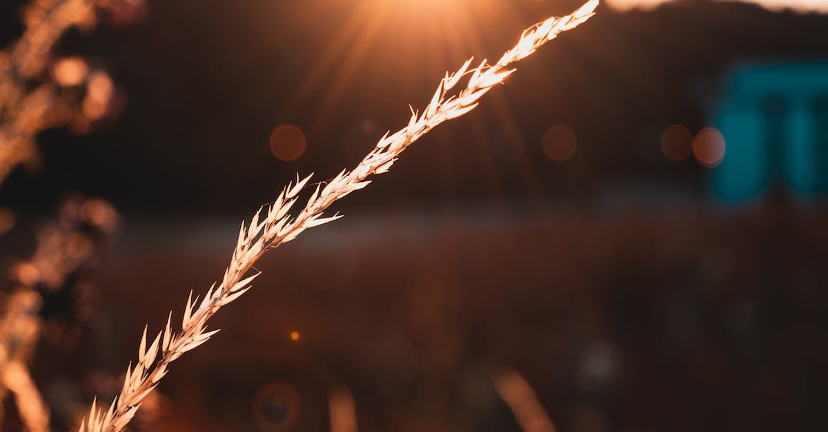 Why won't this dock produce grain? - Selective Focus Photography of Grain