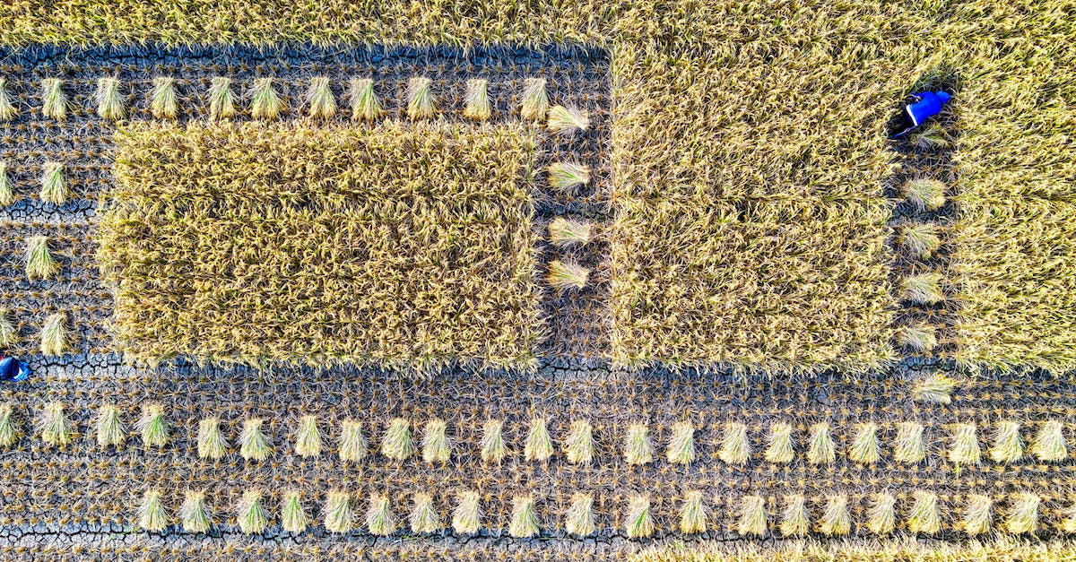 Why won't this dock produce grain? - Farmers collecting grain in agricultural field Why won't this dock produce grain? - Farmers collecting grain in agricultural field