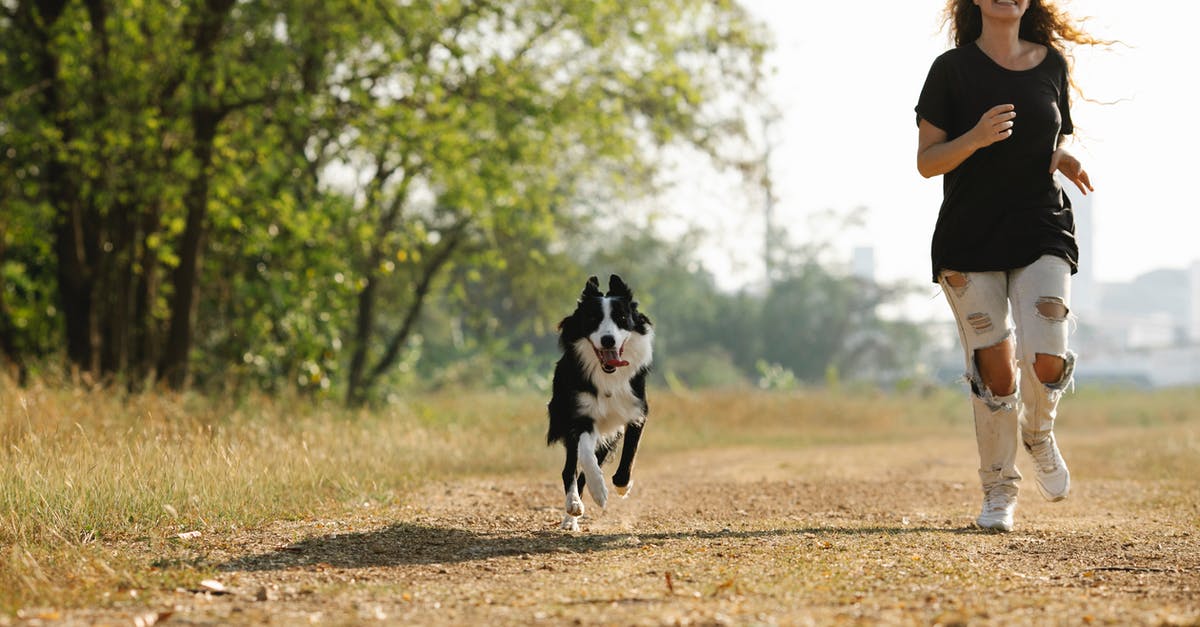 Why would I breed Pokémon I already have? - Full length cheerful young female in casual clothes running near adorable Border Collie along pathway in sunny countryside Why would I breed Pokémon I already have? - Full length cheerful young female in casual clothes running near adorable Border Collie along pathway in sunny countryside