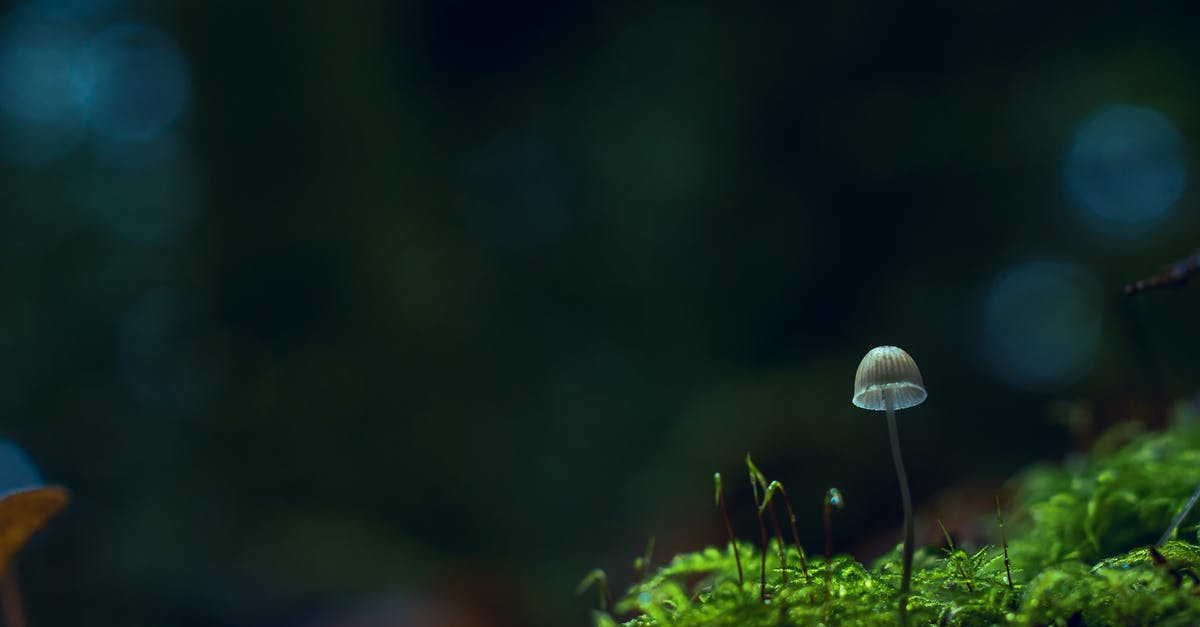 Why would I want to plant fungus in SMAC (Sid Meiers' Alpha Centauri)? - Beige Mushroom Selective-focus Photography