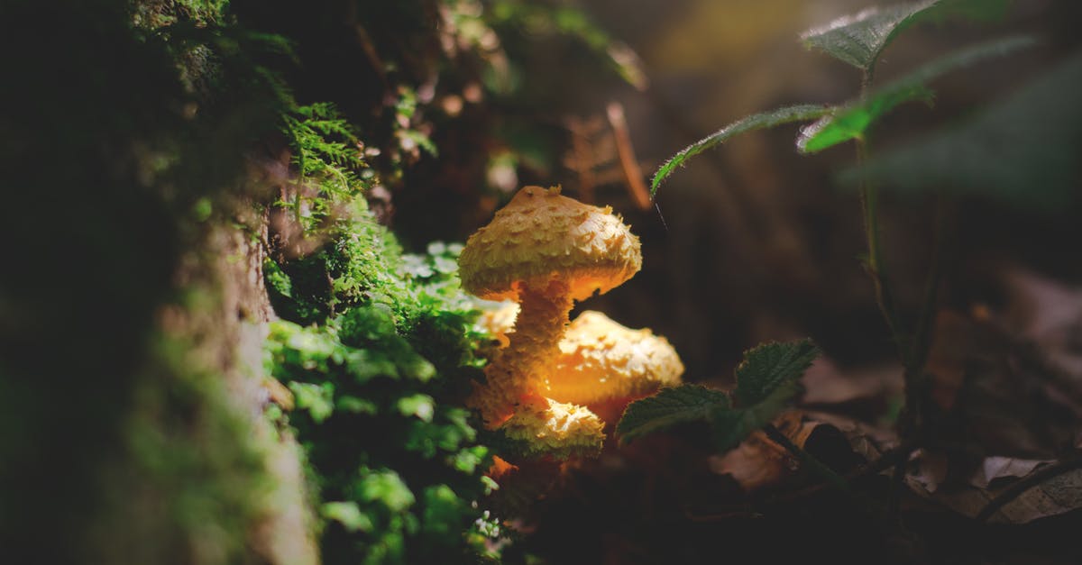 Why would I want to plant fungus in SMAC (Sid Meiers' Alpha Centauri)? - Yellow Mushroom Beside Moss