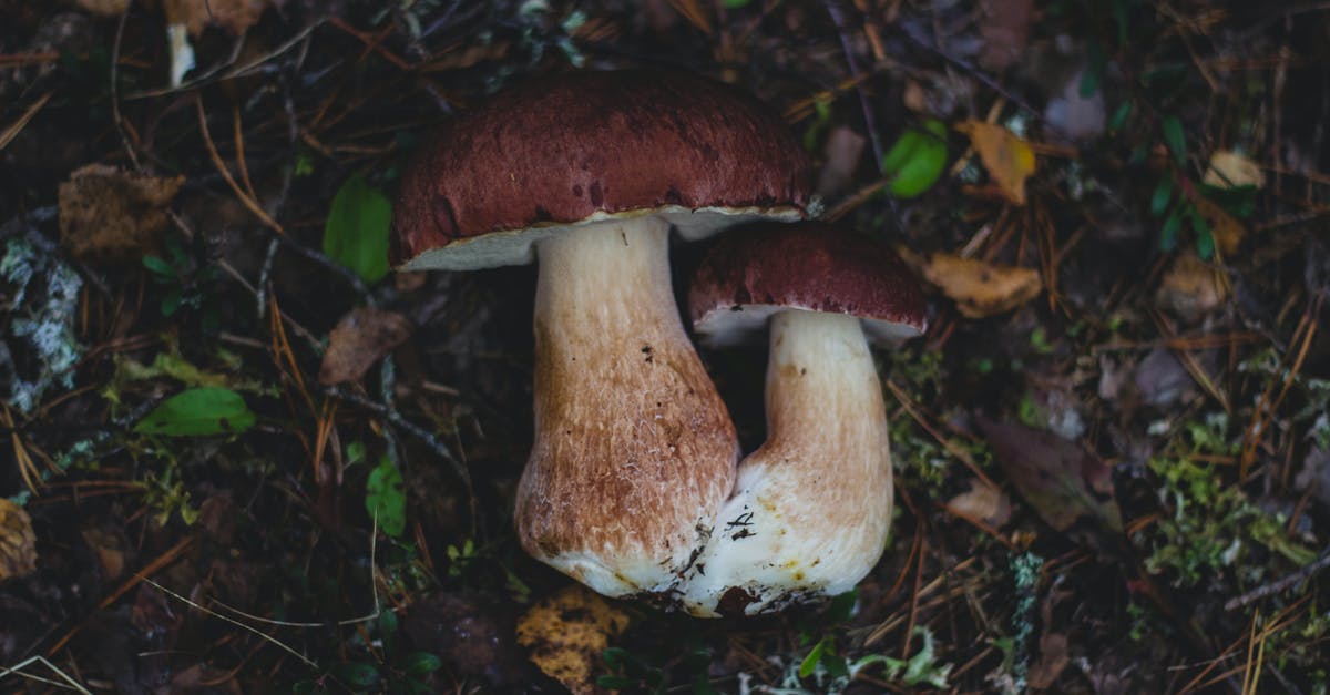 Why would I want to plant fungus in SMAC (Sid Meiers' Alpha Centauri)? - 2 Mushroom on Land