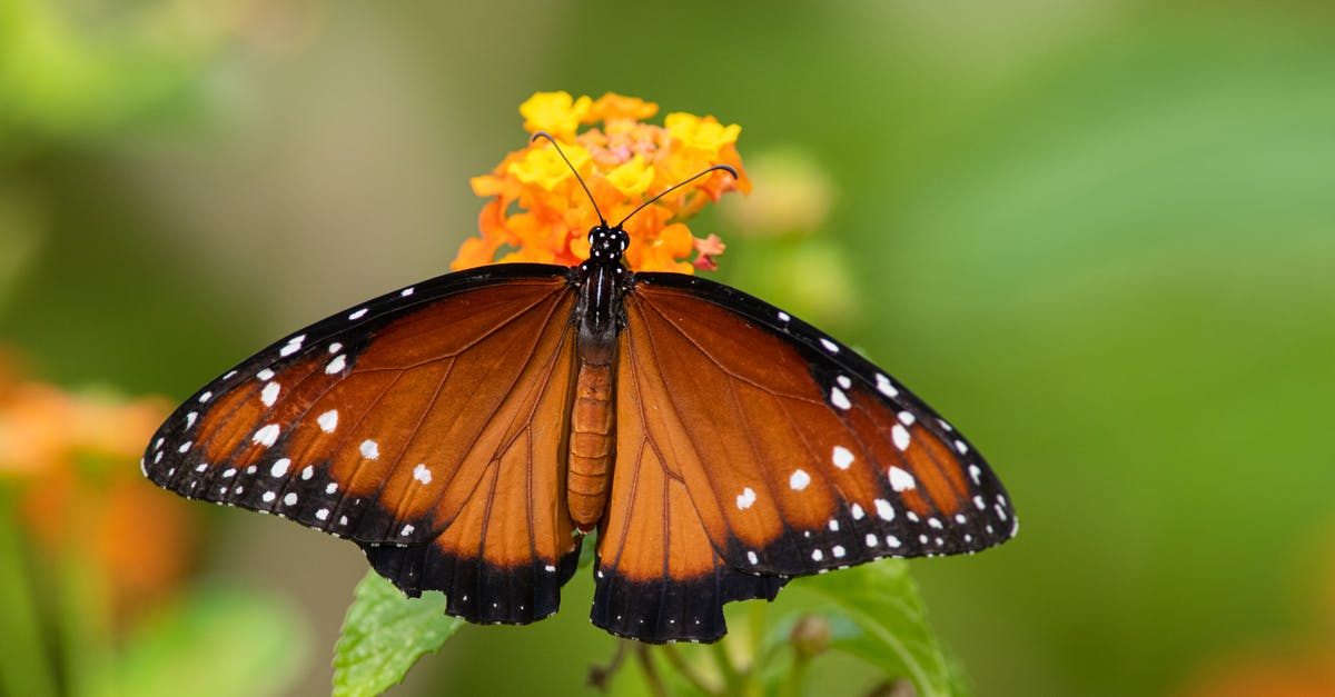Why would the Changeling Queen not kill? - Monarch Butterfly Perched on Yellow Flower in Close Up Photography