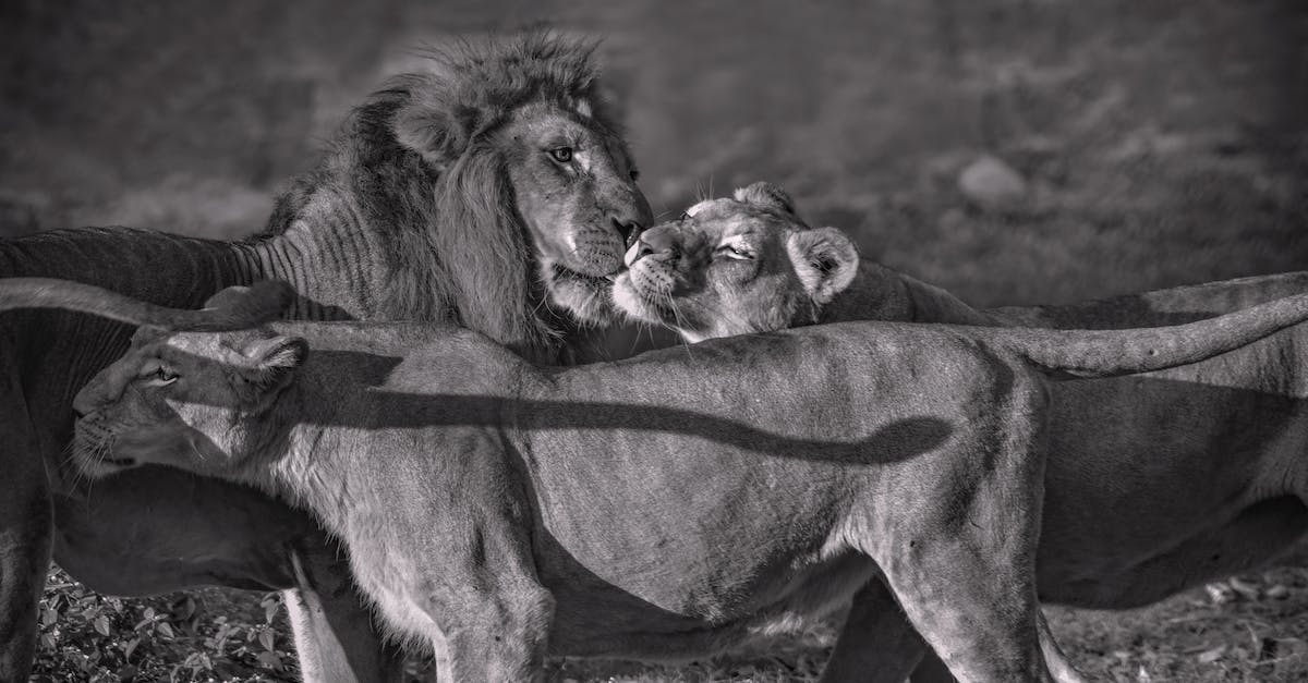 Wild Animals Faction? - Lion and Lioness Lying on Ground