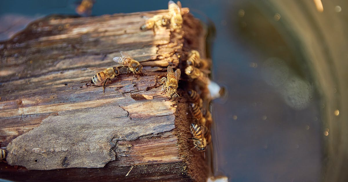 Wild Animals Faction? - Brown Wood Log on Water