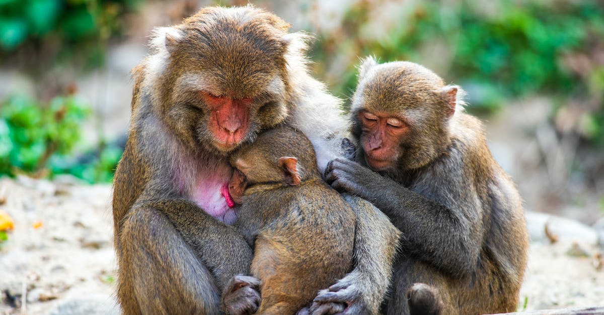 Wild Animals Faction? - Free stock photo of animal, baby, cute