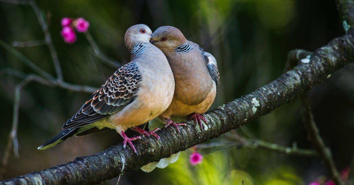 Wild Animals Faction? - Turtledove Birds Sitting on a Branch and Hugging 