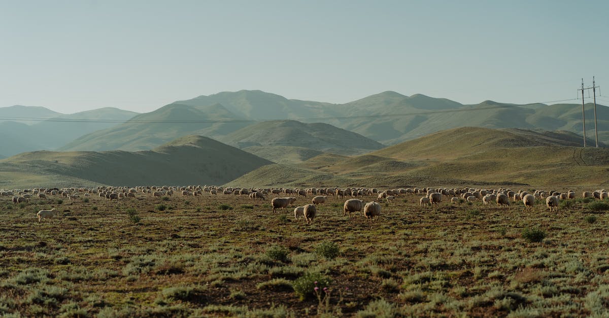 Will animals spawn less likely in offline mode? - Brown Grass Field Near Mountains
