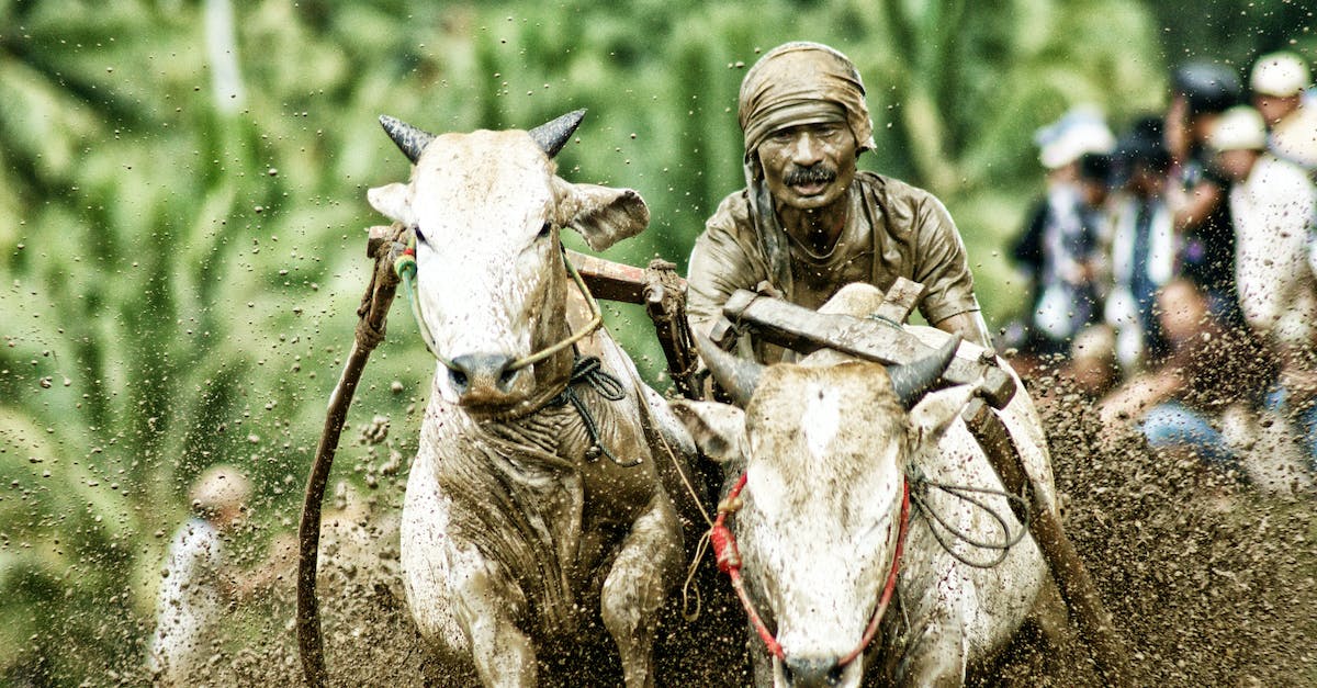 Will animals spawn less likely in offline mode? - Man Riding On White Cows In Mud