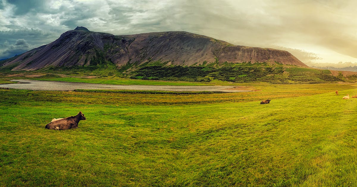 Will animals spawn less likely in offline mode? - Green Grass Field Near Mountain Under Cloudy Sky