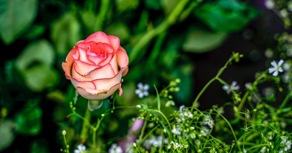 Will Carla ever forgive me? - Free stock photo of beautiful, blooming, bright