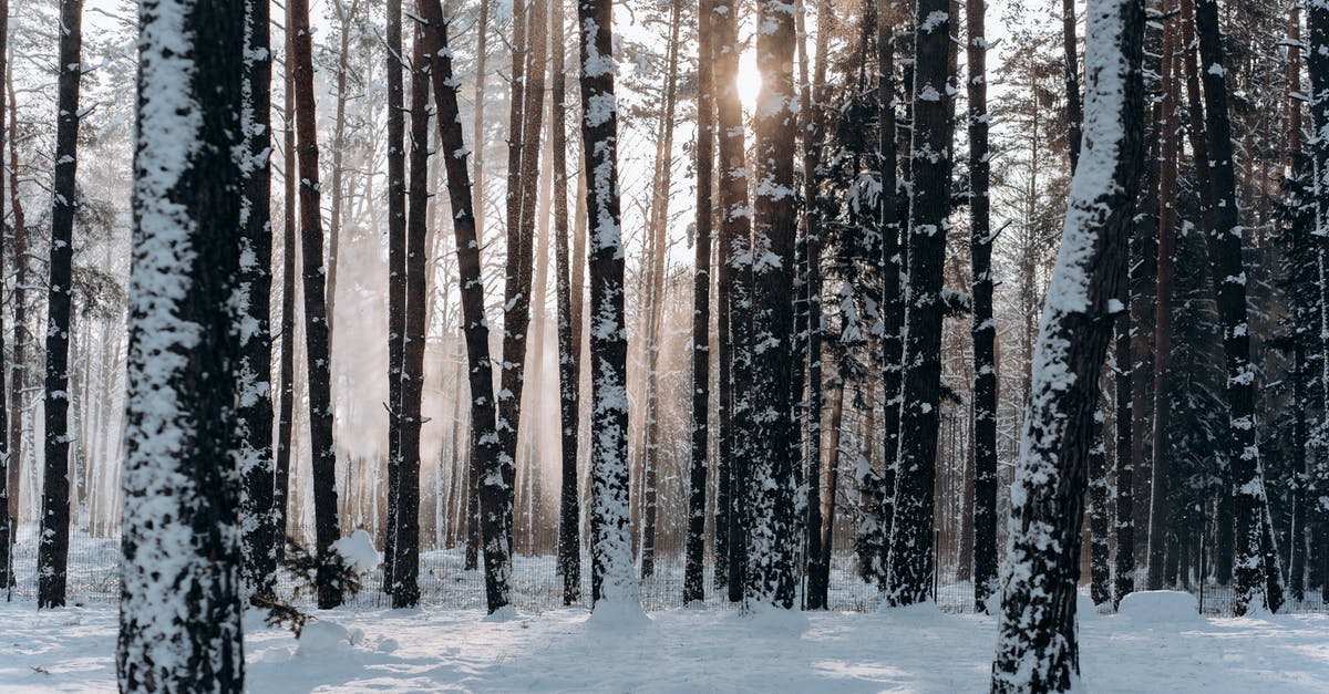 Will dismantling year 1 Thorn give me the schematic? - Woods Covered With Snow