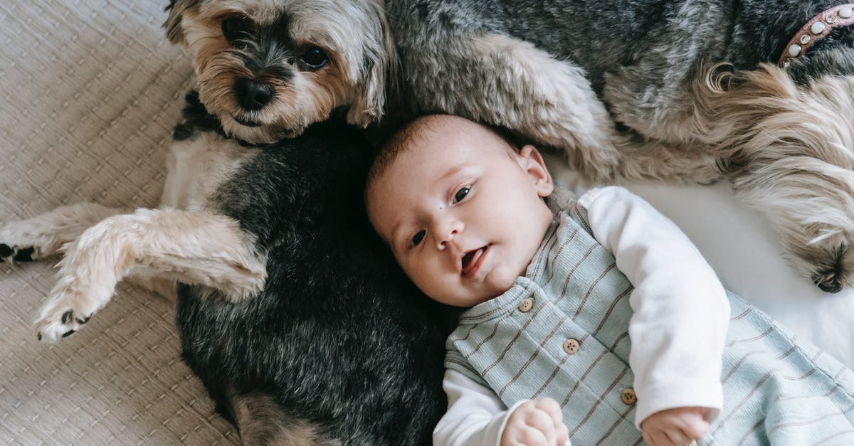 Will I benefit from taking animal beds in a caravan? - Adorable newborn and purebred dog lying on bed