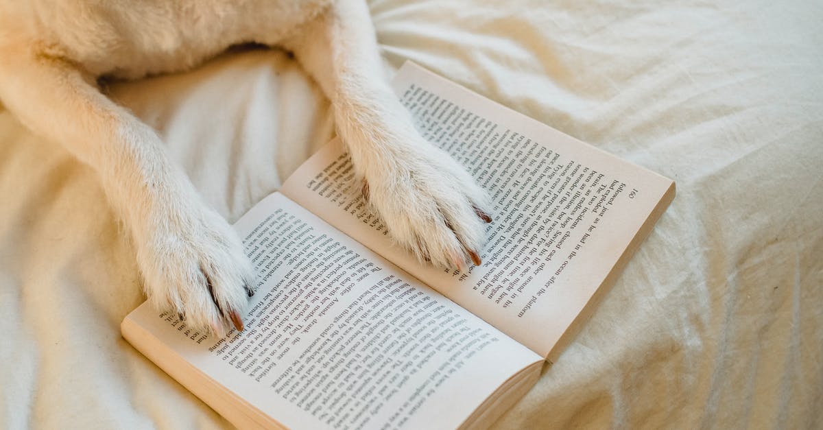 Will I benefit from taking animal beds in a caravan? - From above cute dog with white fur resting on comfy bed with paws on opened book in light bedroom