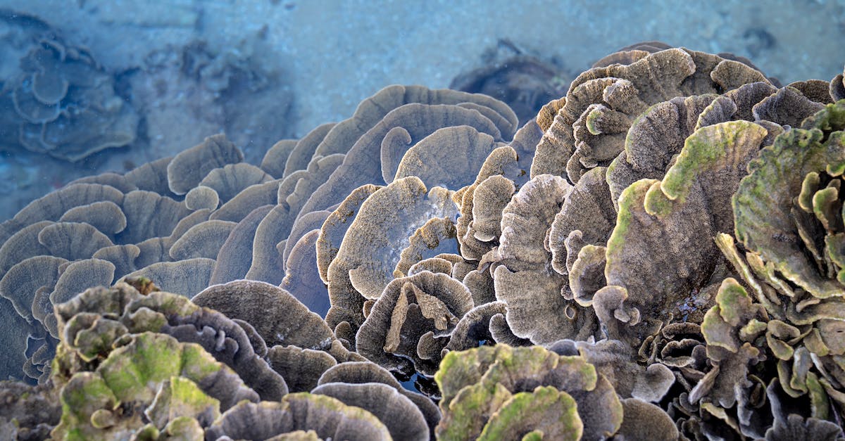 Will I discover space stations through exploring? - Huge colonial corals growing underwater of ocean in sunlight Will I discover space stations through exploring? - Huge colonial corals growing underwater of ocean in sunlight