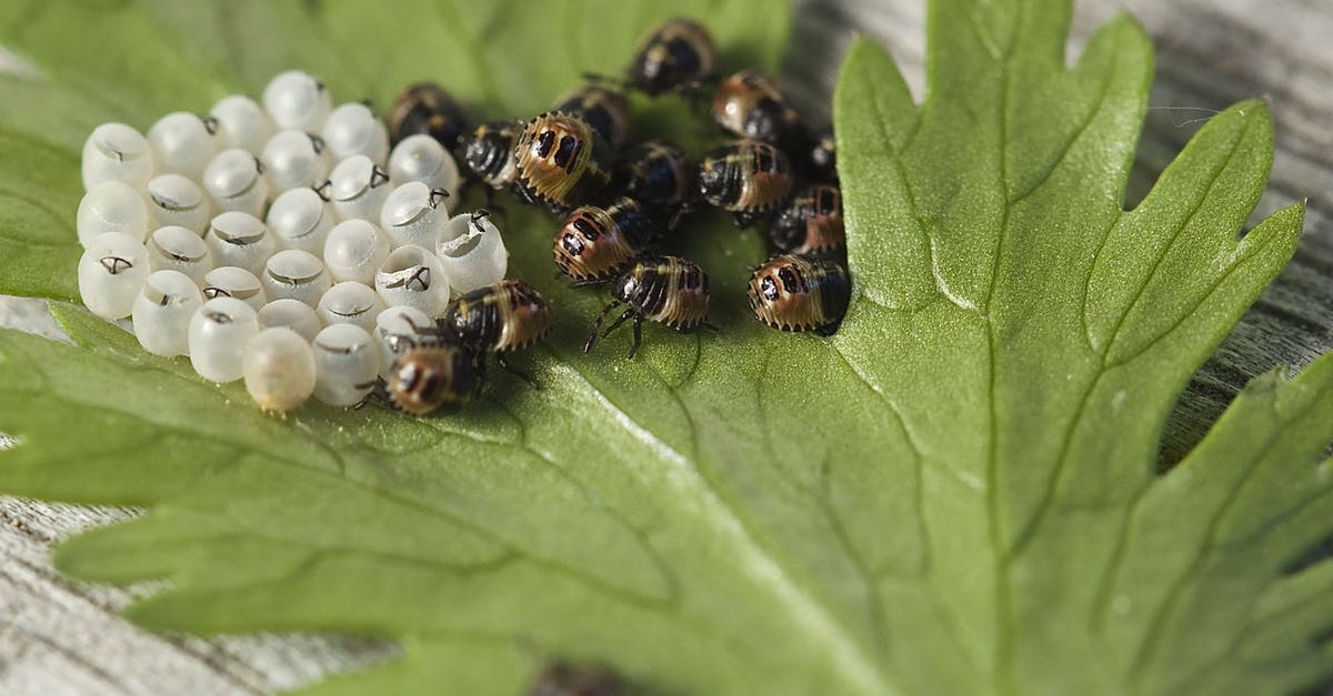 Will I get banned if my Eggs are hatching without walking [closed] - Black and Brown Insect